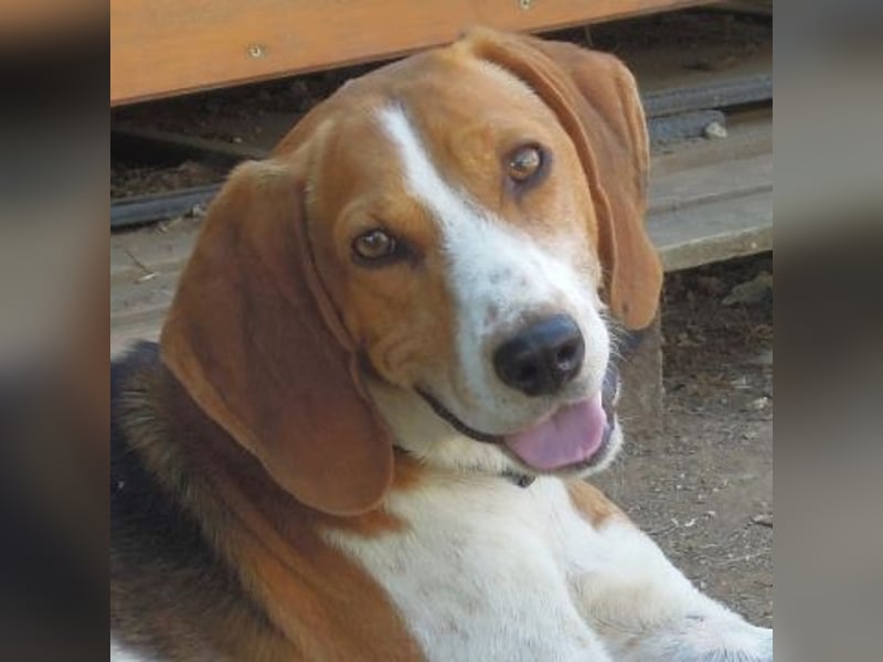 Beagle-Mix Pablito - verspielt und freundlich