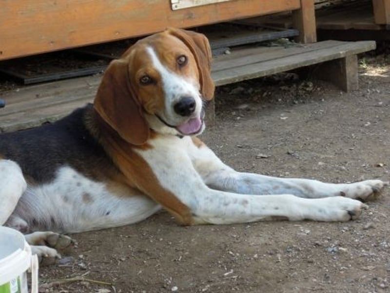 Beagle-Mix Pablito - verspielt und freundlich