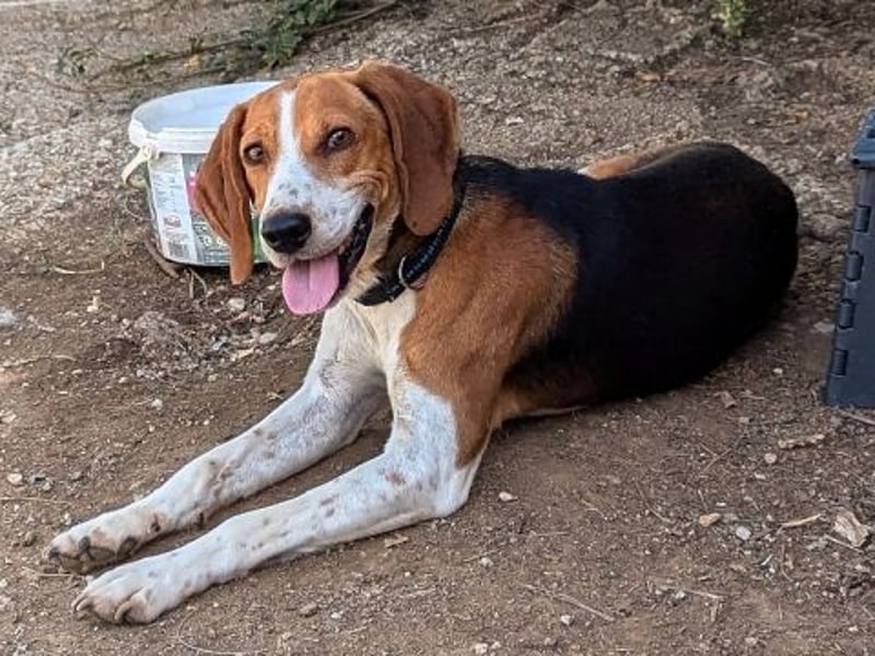 Beagle-Mix Pablito - verspielt und freundlich