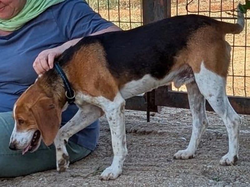 Beagle-Mix Pablito - verspielt und freundlich