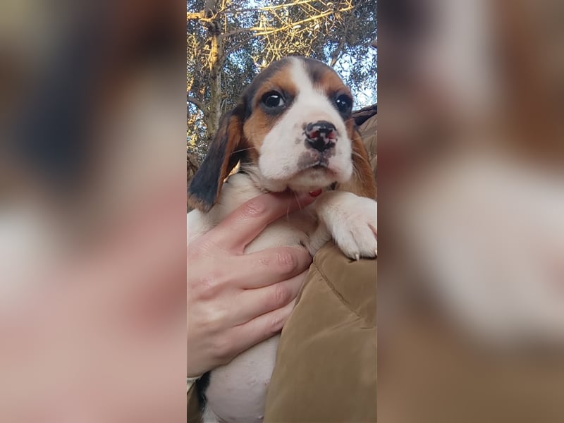 Süße Beagle-Welpen