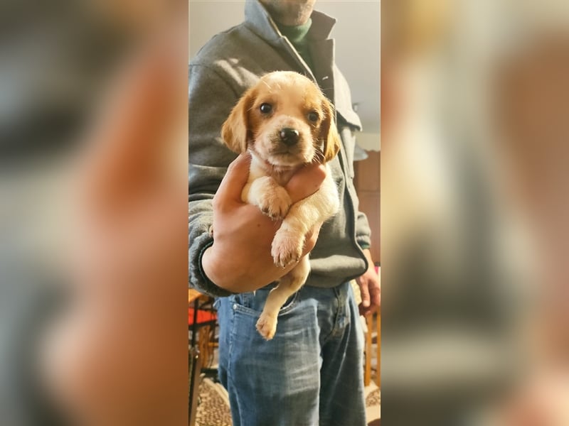 Süße Beagle-Welpen