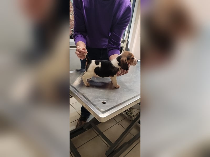 Süße Beagle-Welpen