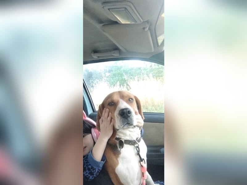 Süße Beagle-Welpen