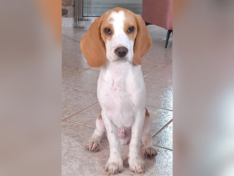 Süße Beagle-Welpen