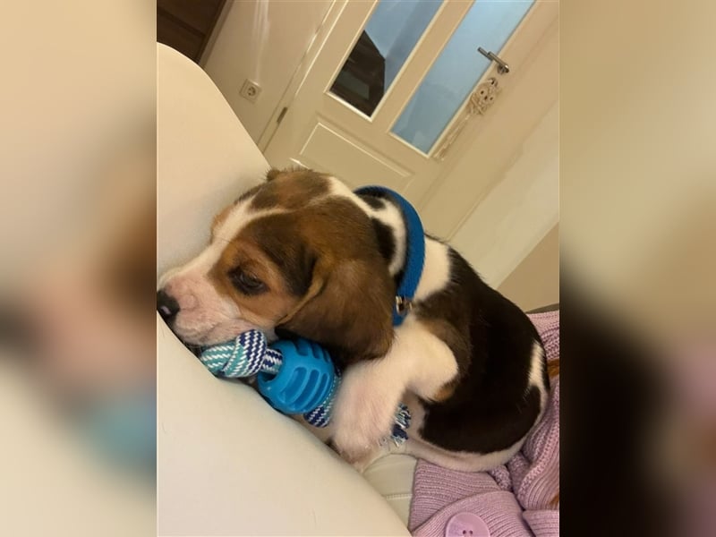 Süße Beagle-Welpen