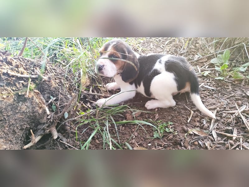 Süße Beagle-Welpen