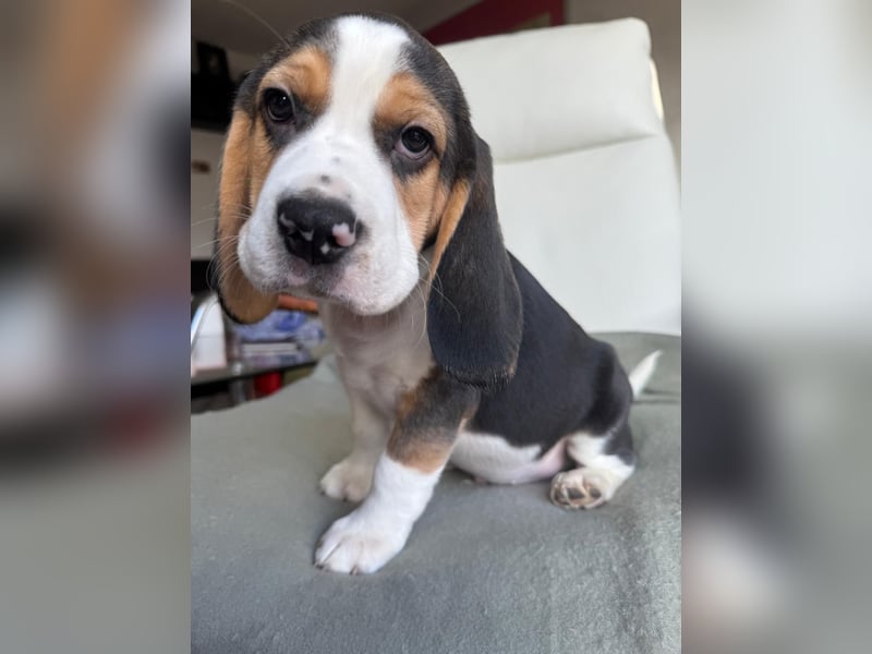 Beagle Welpen / tricolor/ reinrassig
