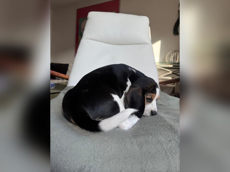 Beagle Welpen / tricolor/ reinrassig