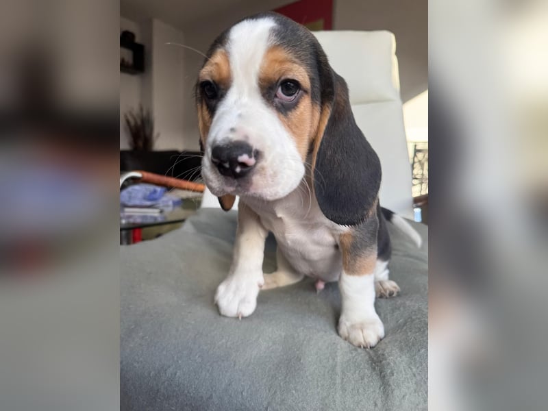 Beagle Welpen / tricolor/ reinrassig