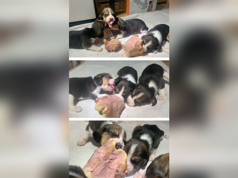 Wunderschöne Beagle-Welpen zu verkaufen - Ideale Familienhunde sowie perfekte Jagdgefährten