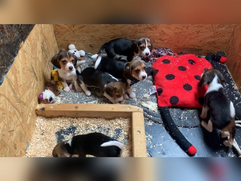 Wunderschöne Beagle-Welpen zu verkaufen - Ideale Familienhunde sowie perfekte Jagdgefährten