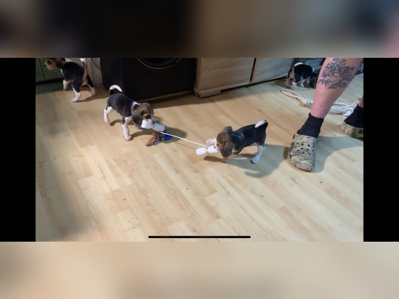 Wunderschöne Beagle-Welpen zu verkaufen - Ideale Familienhunde sowie perfekte Jagdgefährten