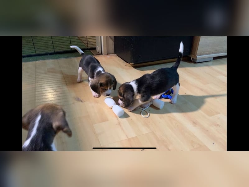 Wunderschöne Beagle-Welpen zu verkaufen - Ideale Familienhunde sowie perfekte Jagdgefährten