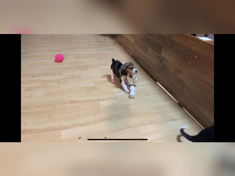 Wunderschöne Beagle-Welpen zu verkaufen - Ideale Familienhunde sowie perfekte Jagdgefährten