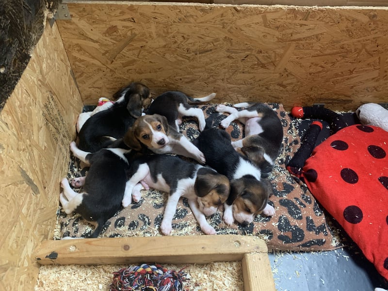 Wunderschöne Beagle-Welpen zu verkaufen - Ideale Familienhunde sowie perfekte Jagdgefährten