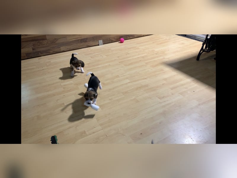 Wunderschöne Beagle-Welpen zu verkaufen - Ideale Familienhunde sowie perfekte Jagdgefährten