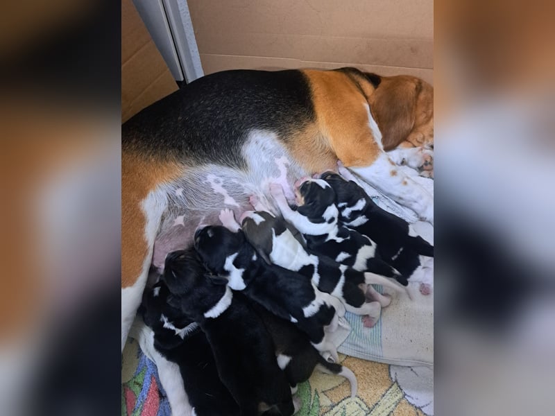Beagle welpen reinrassige tricolor