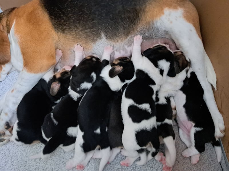 Beagle welpen reinrassige tricolor