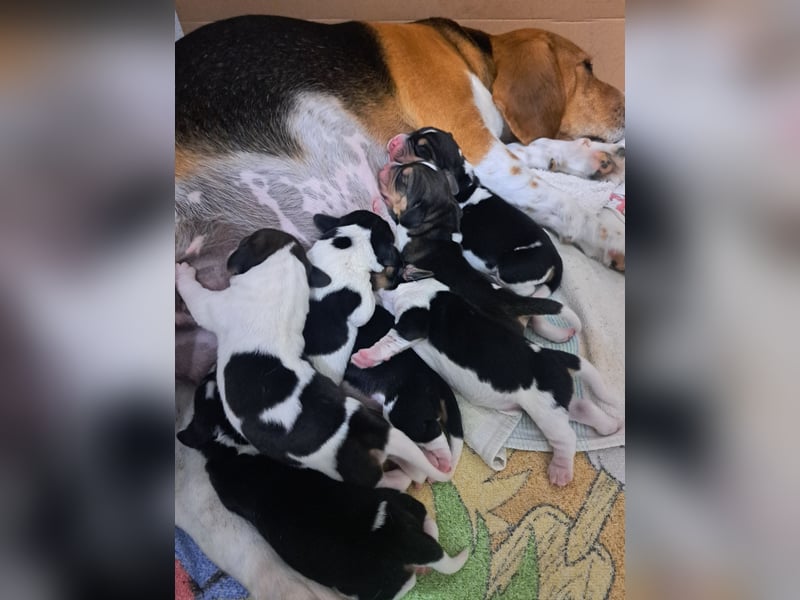 Beagle welpen reinrassige tricolor