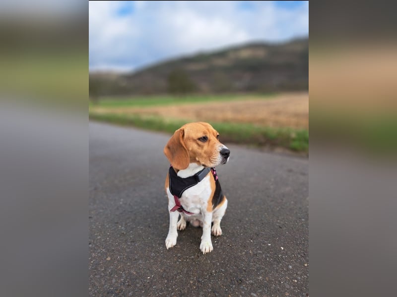 Beagle welpen reinrassige tricolor