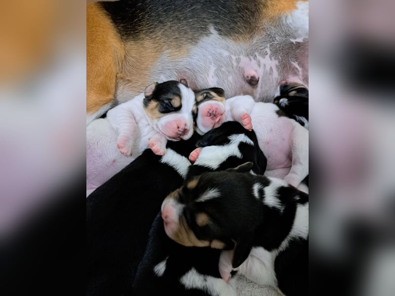 Beagle welpen reinrassige tricolor