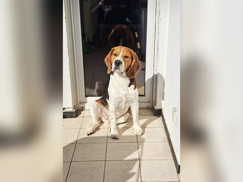 Beagle welpen reinrassige tricolor