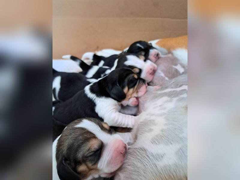 Beagle welpen reinrassige tricolor