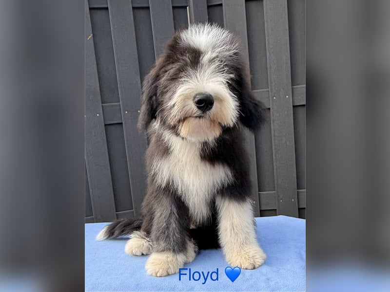 Bearded Collie Welpen