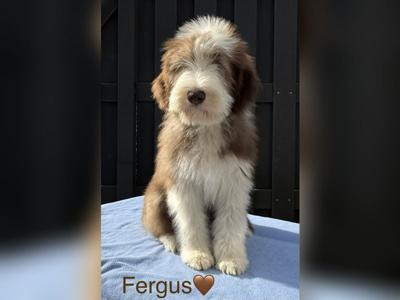 Bearded Collie Welpen