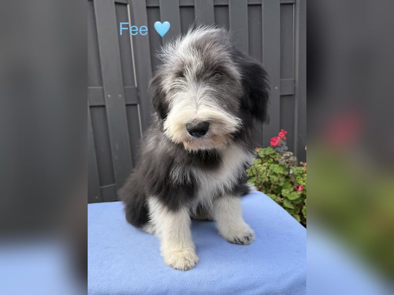 Bearded Collie Welpen