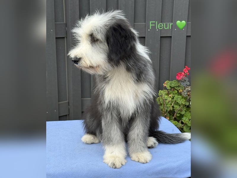 Bearded Collie Welpen