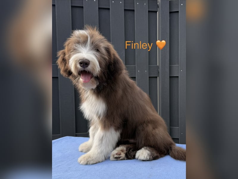 Bearded Collie Welpen