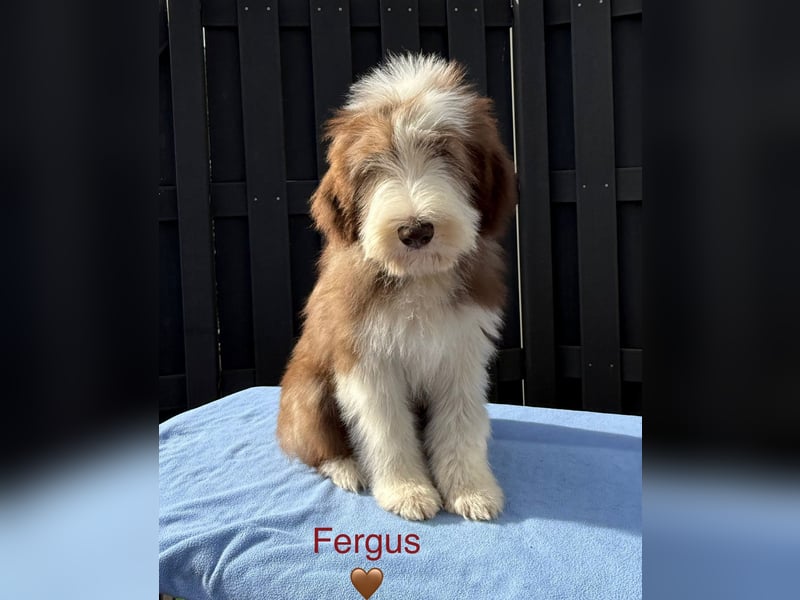 Bearded Collie Welpen