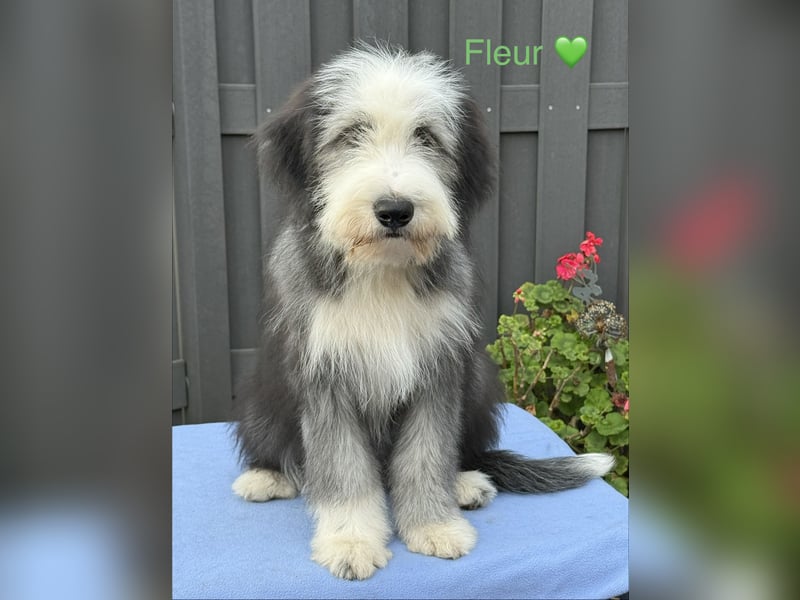 Bearded Collie Welpen