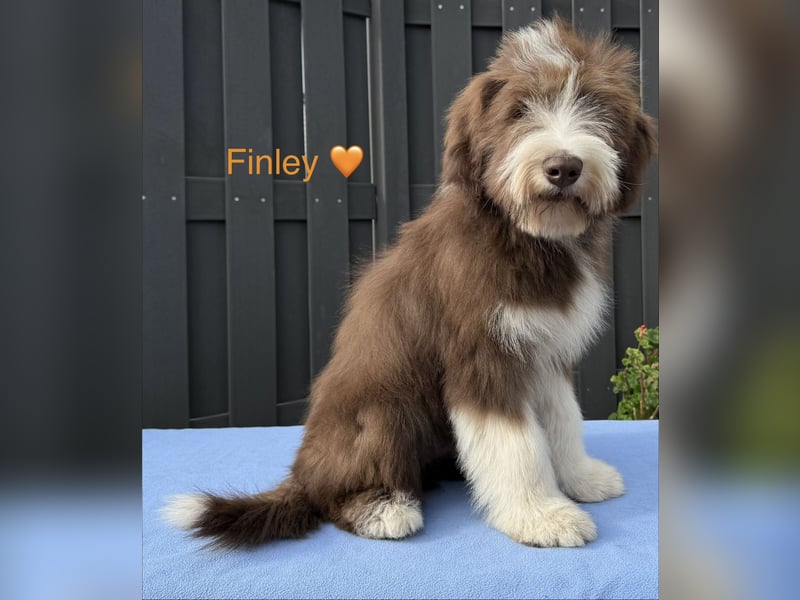 Bearded Collie Welpen
