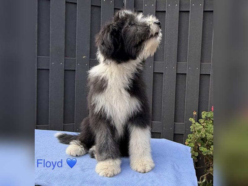 Bearded Collie Welpen