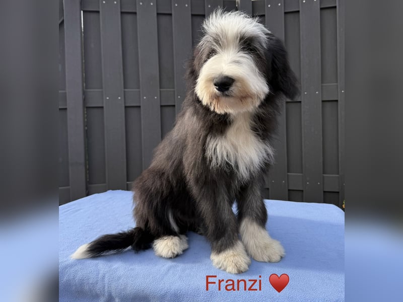 Bearded Collie Welpen