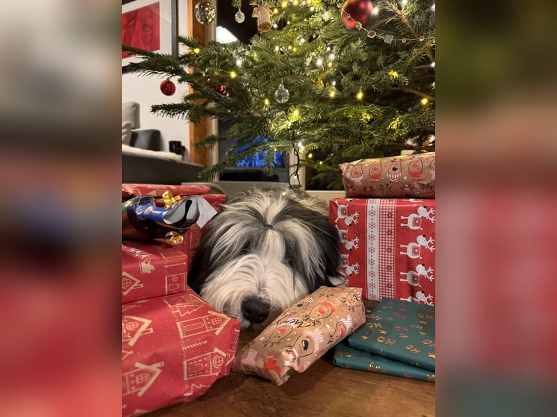 Chewy - witzig, freundlich, aktiv und absolut liebenswert Chewy - witzig, freundlich, aktiv und absolut liebenswert