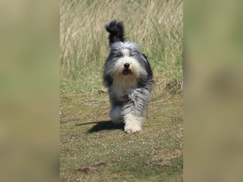 Chewy - witzig, freundlich, aktiv und absolut liebenswert Chewy - witzig, freundlich, aktiv und absolut liebenswert