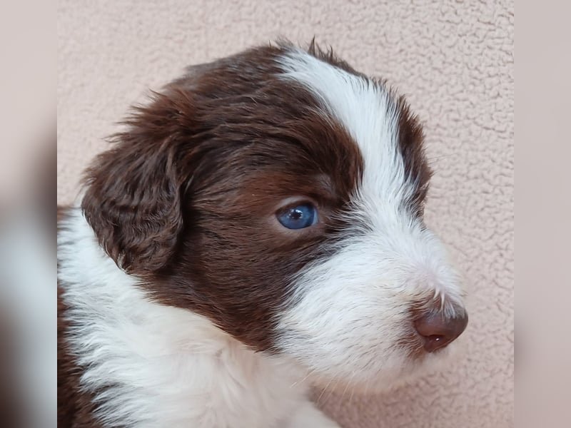 Bearded Babys ab 20.8. abzugeben.....