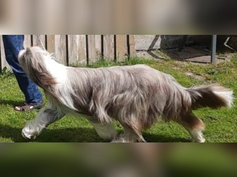 Bearded Collie Welpen in braun & fawn