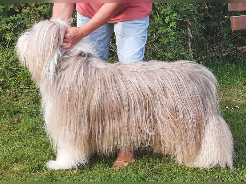 Bearded Collie Welpen in braun & fawn