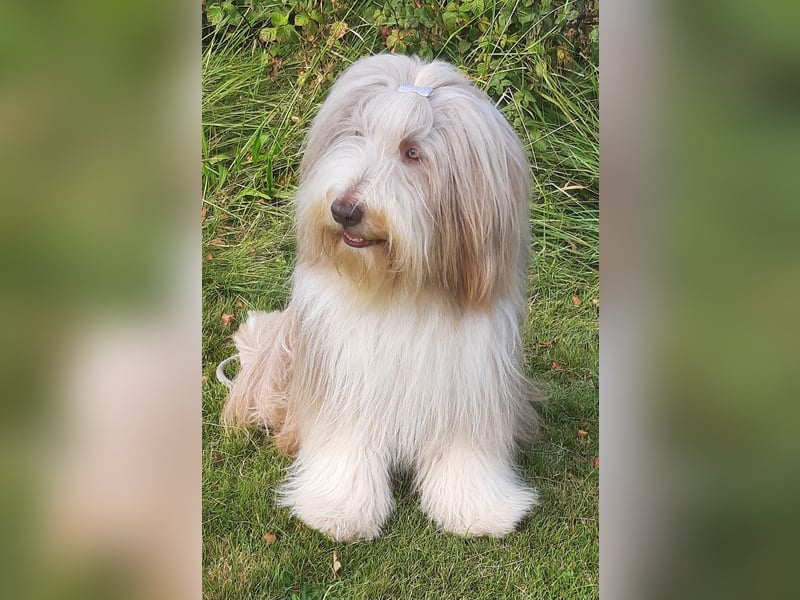 Bearded Collie Welpen in braun & fawn