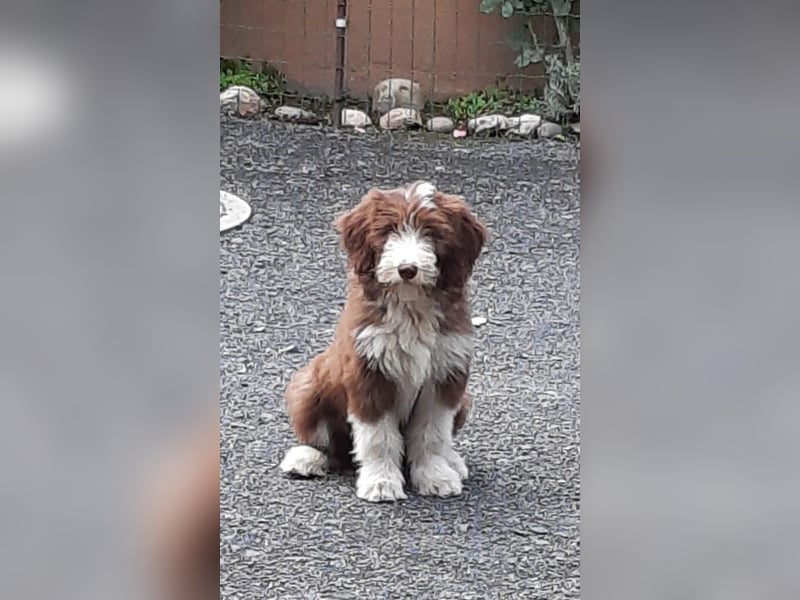 Bearded Collie Welpen in braun & fawn