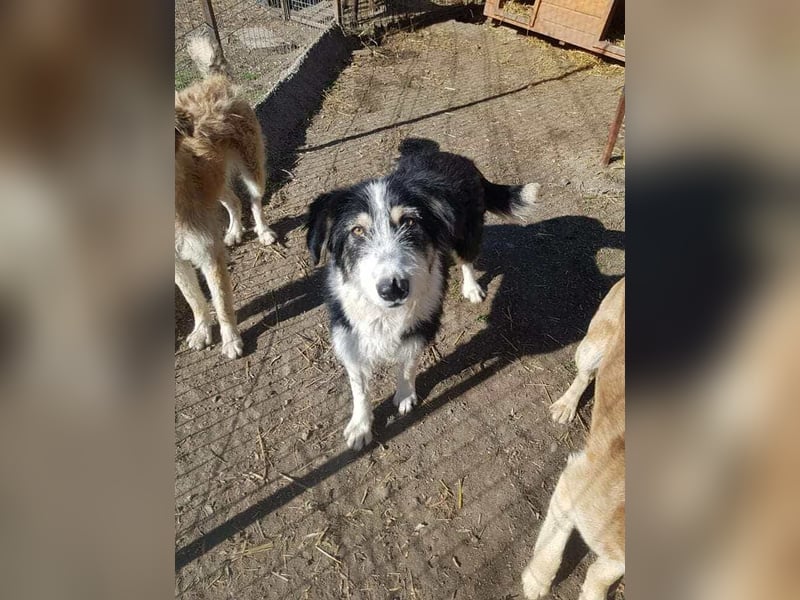 HARLEEN ♥ - Gerettet aus Horror Tötung Slatina, Ostern'22