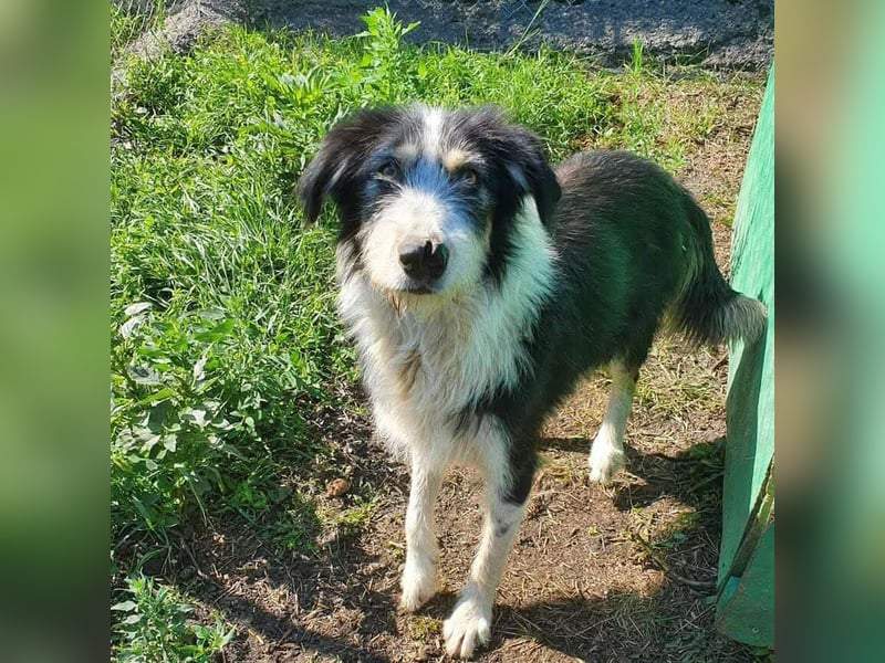 HARLEEN ♥ - Gerettet aus Horror Tötung Slatina, Ostern'22