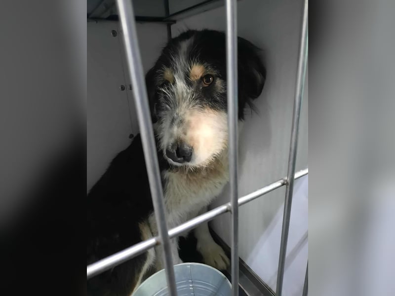 HARLEEN ♥ - Gerettet aus Horror Tötung Slatina, Ostern'22