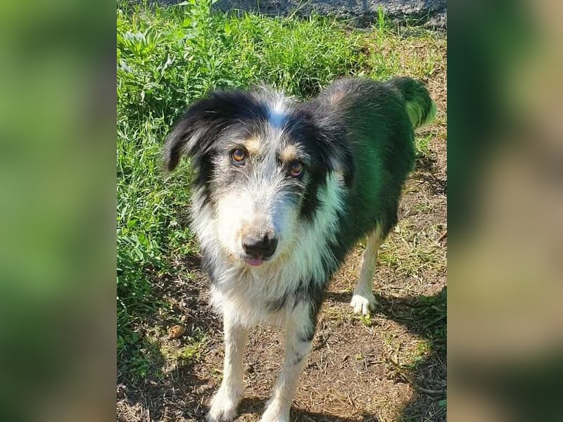 HARLEEN ♥ - Gerettet aus Horror Tötung Slatina, Ostern'22