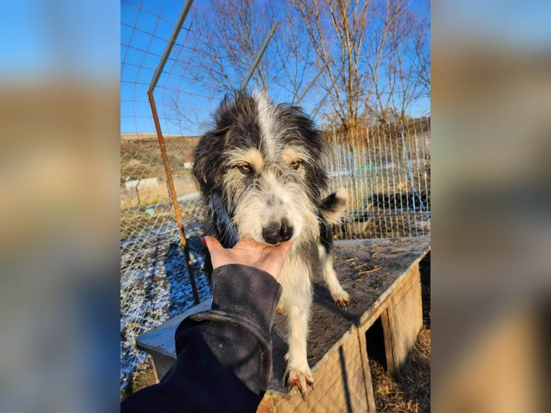 HARLEEN gerettet aus Horror Tötung von Slatina,  Ostern'22